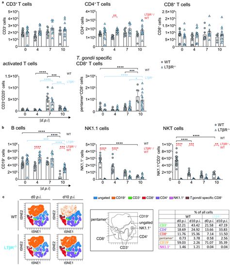 Lymphotoxin β Receptor: a Crucial Role in Innate and Adaptive .